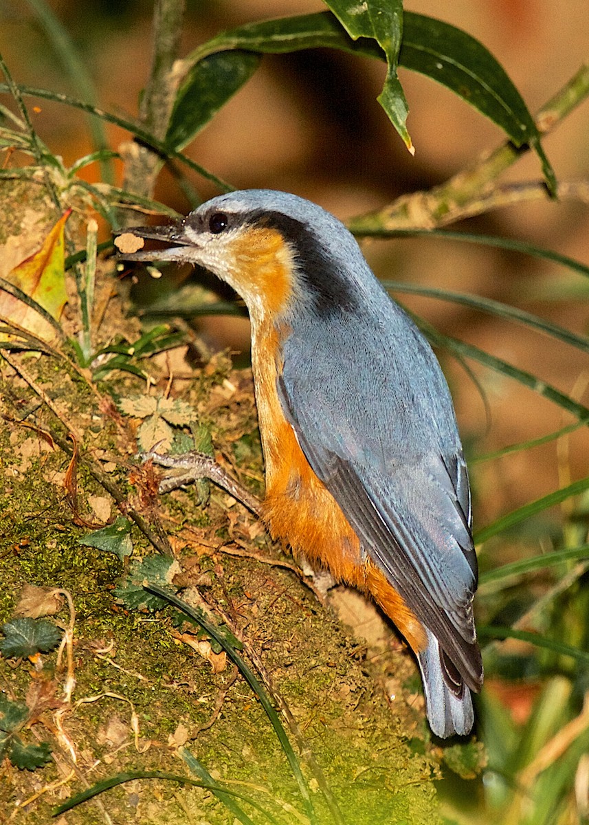 White-tailed Nuthatch - ML204795111