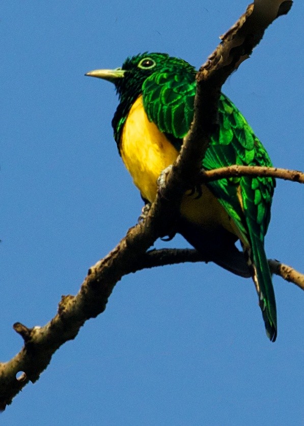 African Emerald Cuckoo - ML204795171