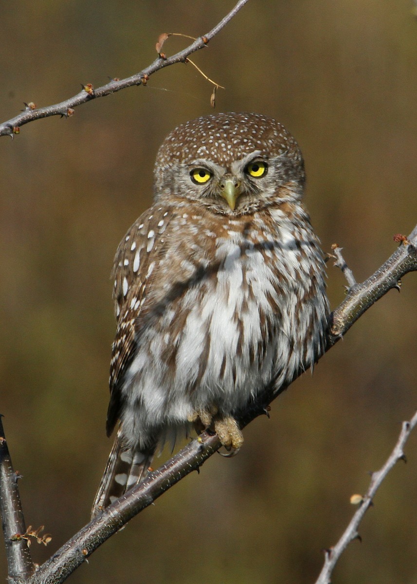 Pearl-spotted Owlet - ML204795231