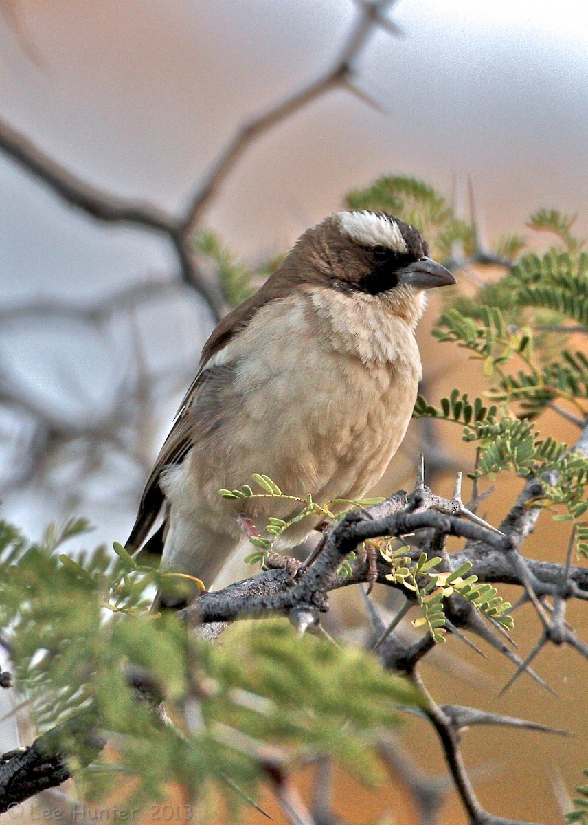White-browed Sparrow-Weaver - Lee Hunter