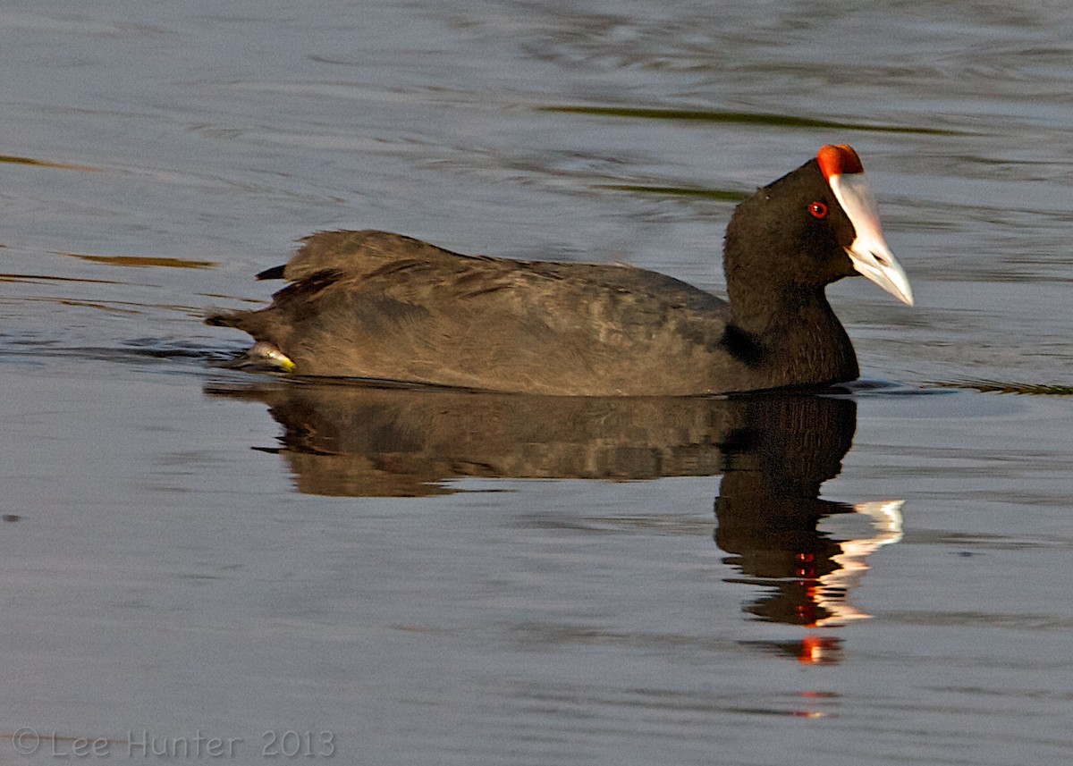 Red-knobbed Coot - Lee Hunter