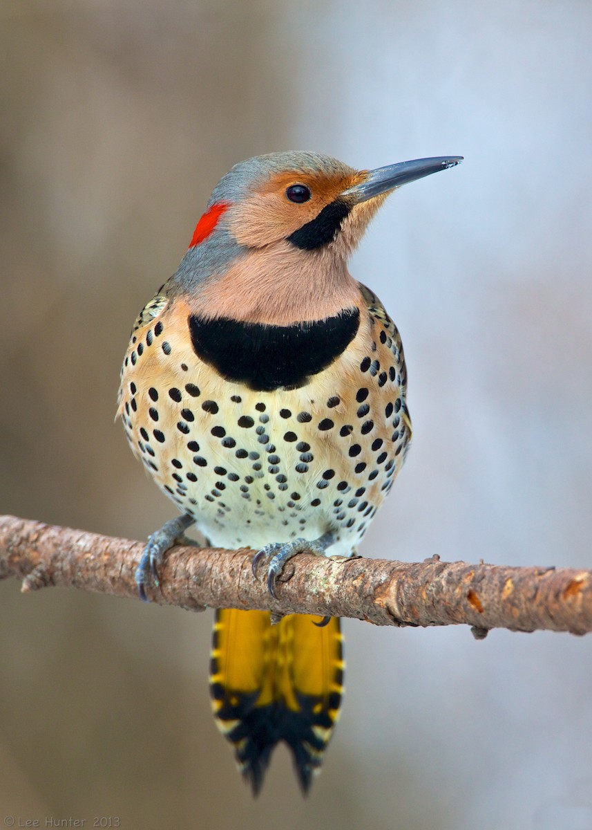 Northern Flicker (Yellow-shafted) - Lee Hunter