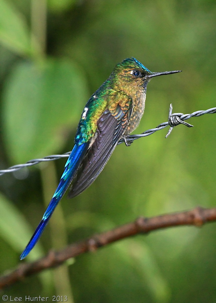 Violet-tailed Sylph - ML204795551