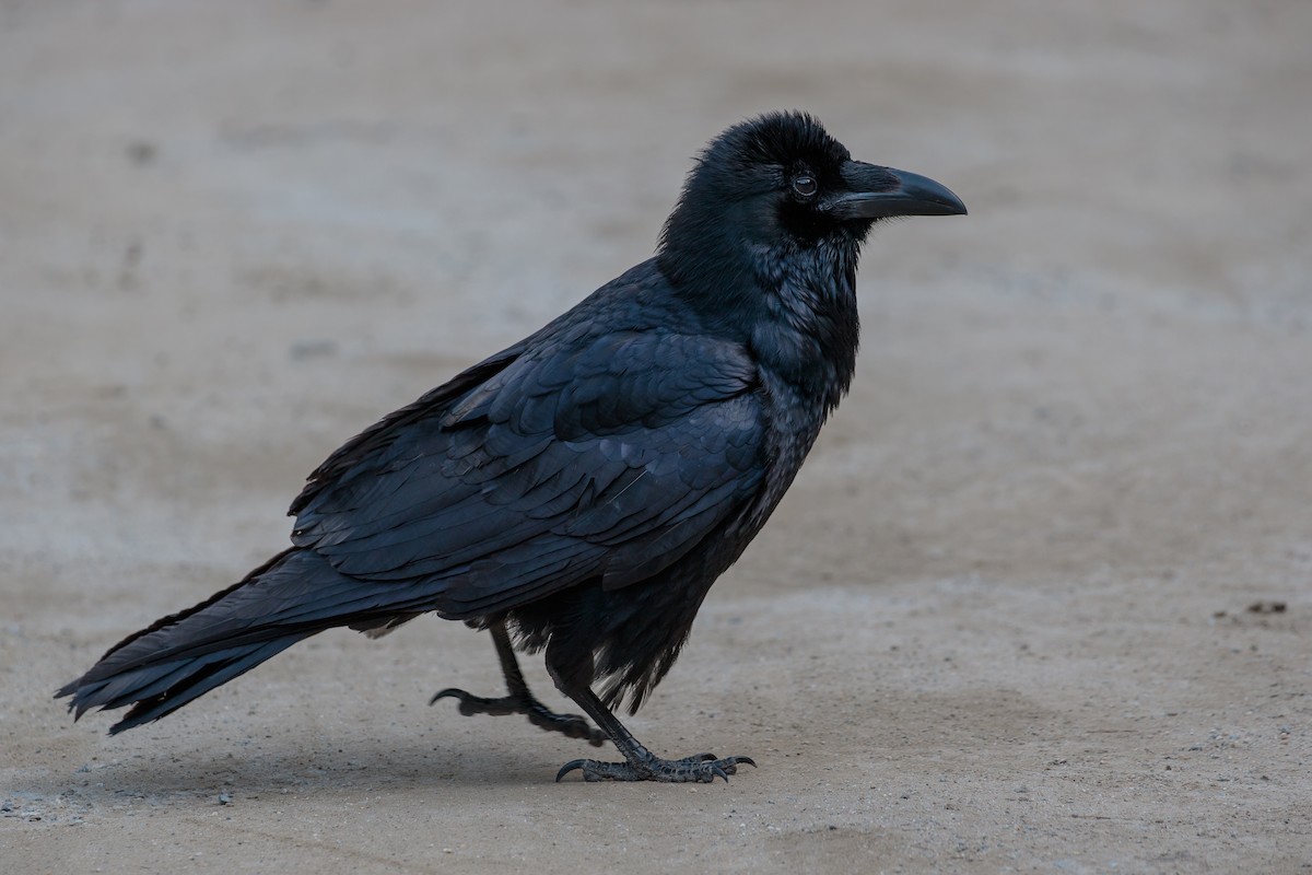 Common Raven - Martin  Flack