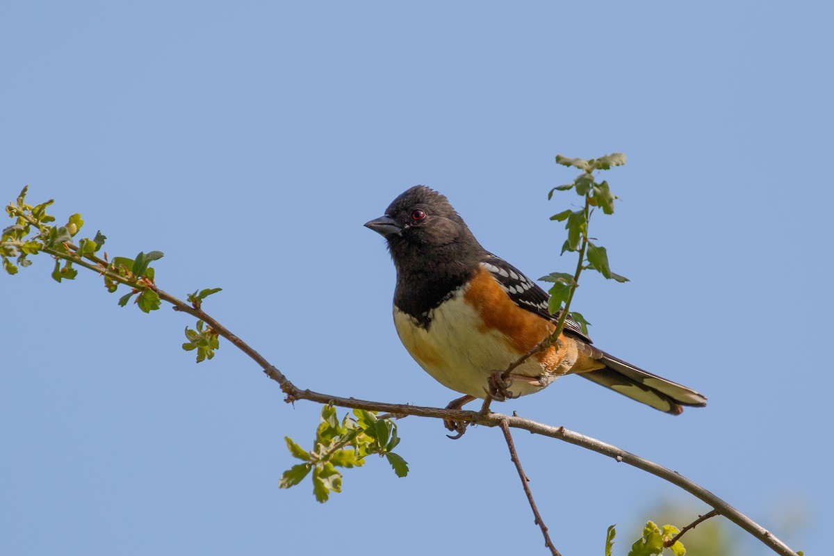 Spotted Towhee - Martin  Flack