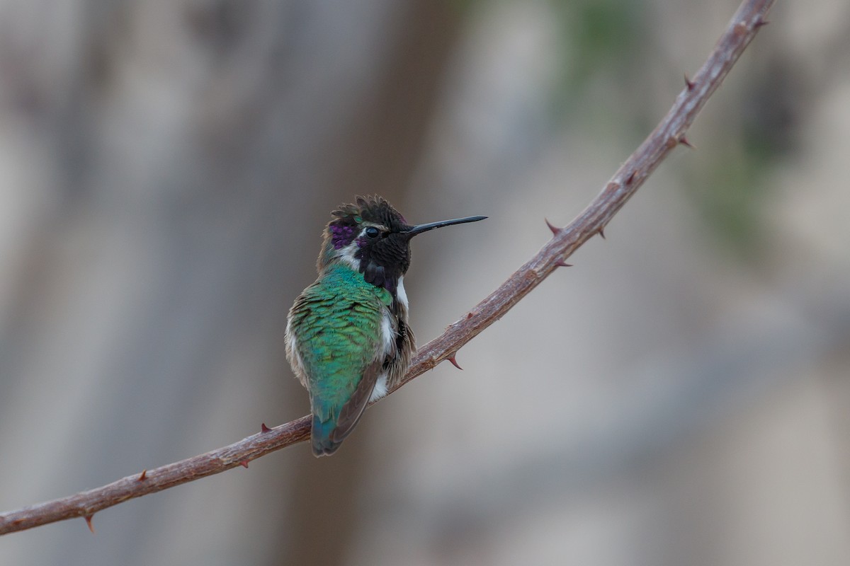 Costa's Hummingbird - Martin  Flack
