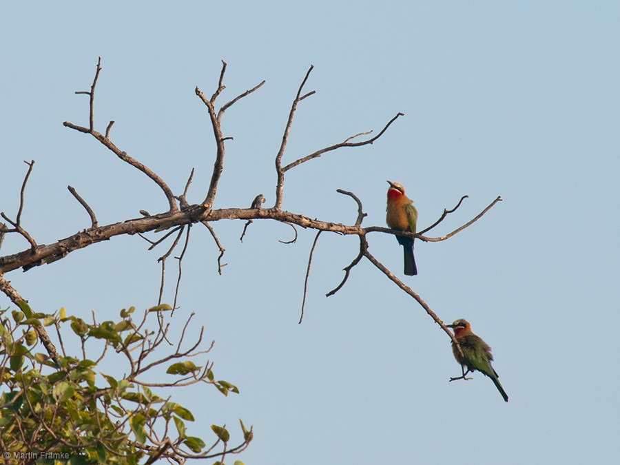 White-fronted Bee-eater - ML204796641