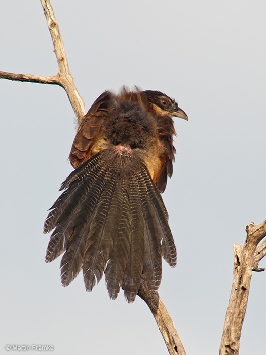 White-browed Coucal (Burchell's) - ML204796651
