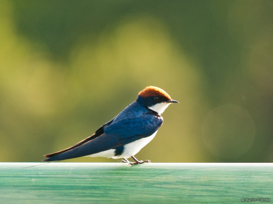 Wire-tailed Swallow - Martin Främke