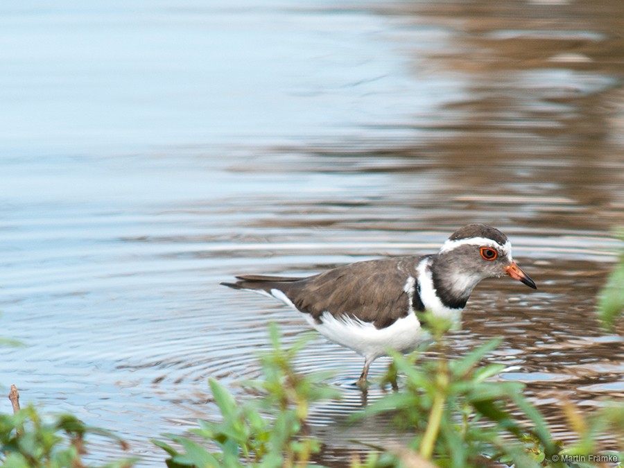 Three-banded Plover (African) - ML204796701