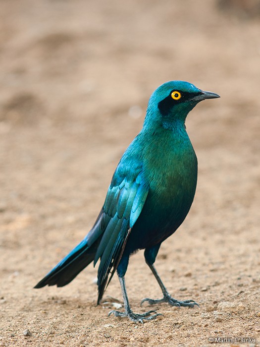 Greater Blue-eared Starling - ML204796801