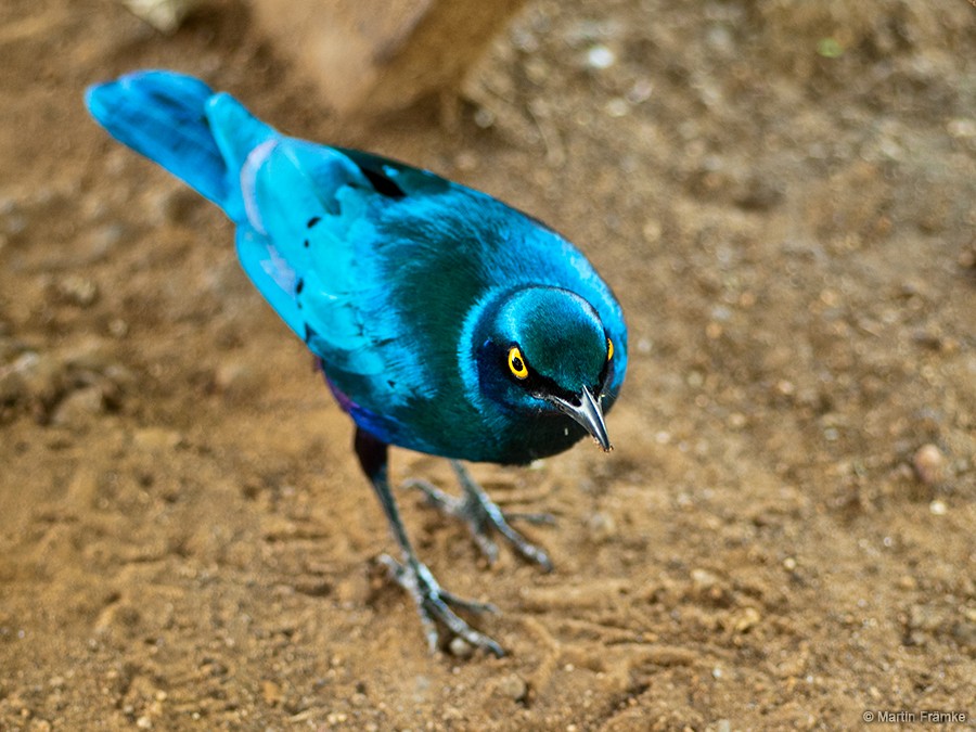 Greater Blue-eared Starling - ML204796811