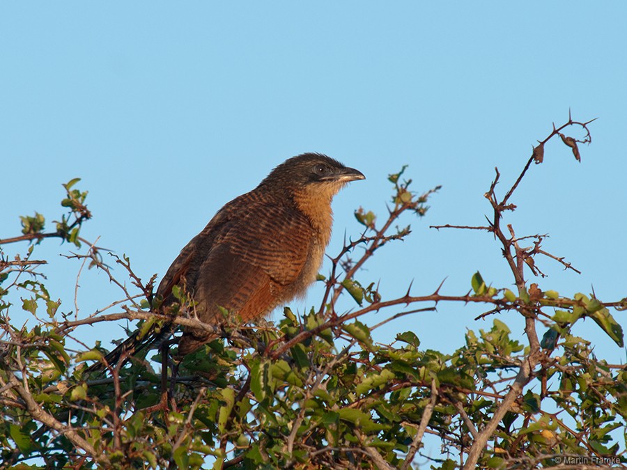 White-browed Coucal (Burchell's) - ML204796871