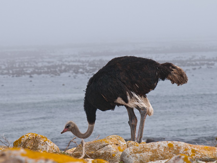 Common Ostrich - Martin Främke