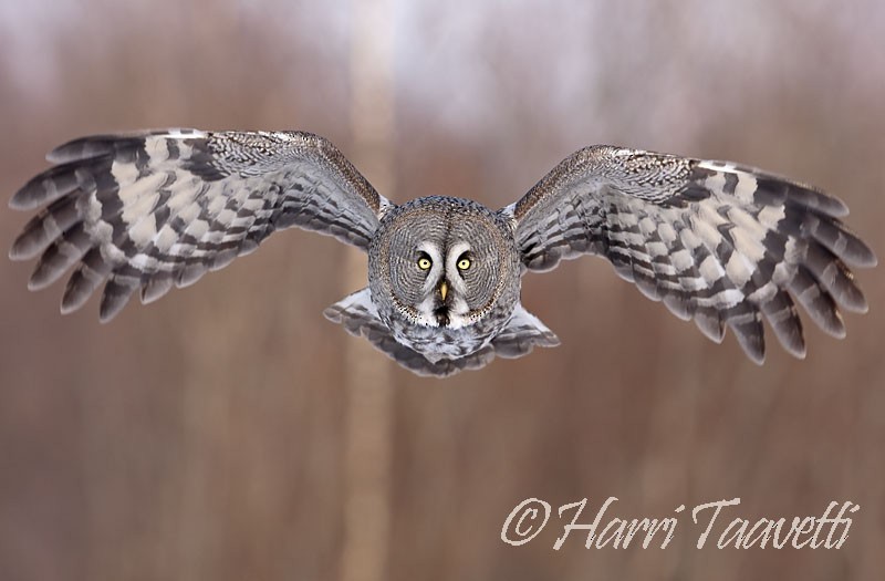 Great Gray Owl - ML204797131