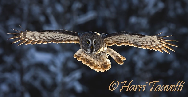 Great Gray Owl - Harri Taavetti