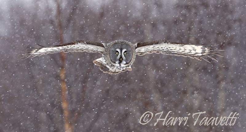 Great Gray Owl - Harri Taavetti