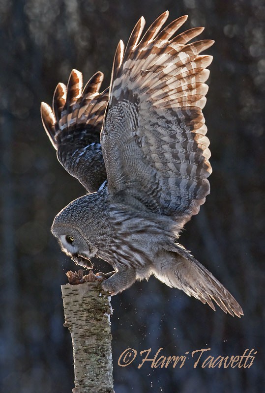Great Gray Owl (Lapland) - ML204797171