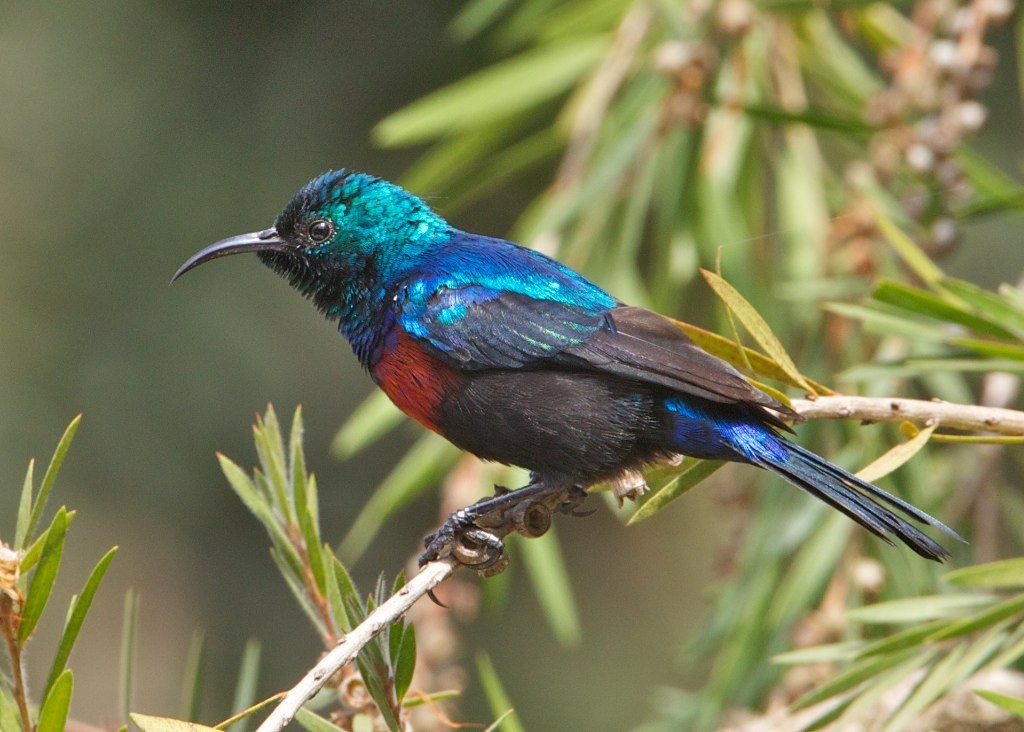 Red-chested Sunbird - ML204797251