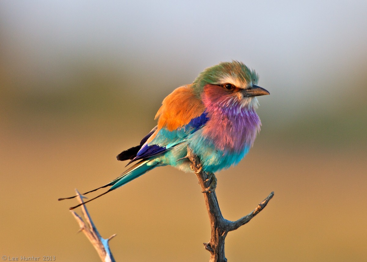 Lilac-breasted Roller - ML204797271