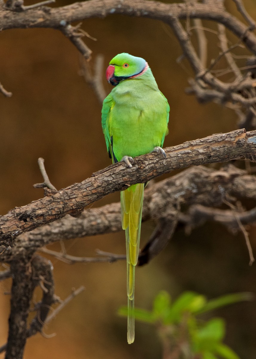Yeşil Papağan - ML204797411