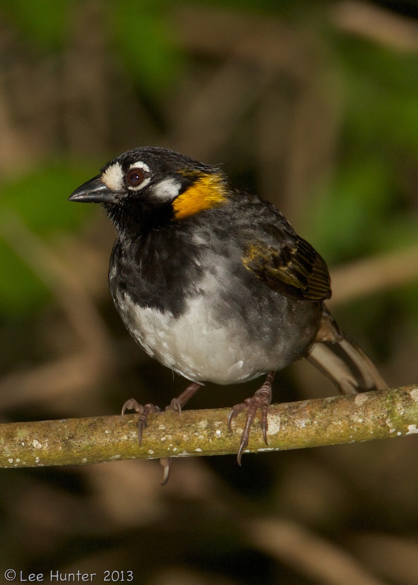 White-eared Ground-Sparrow (White-eared) - Lee Hunter