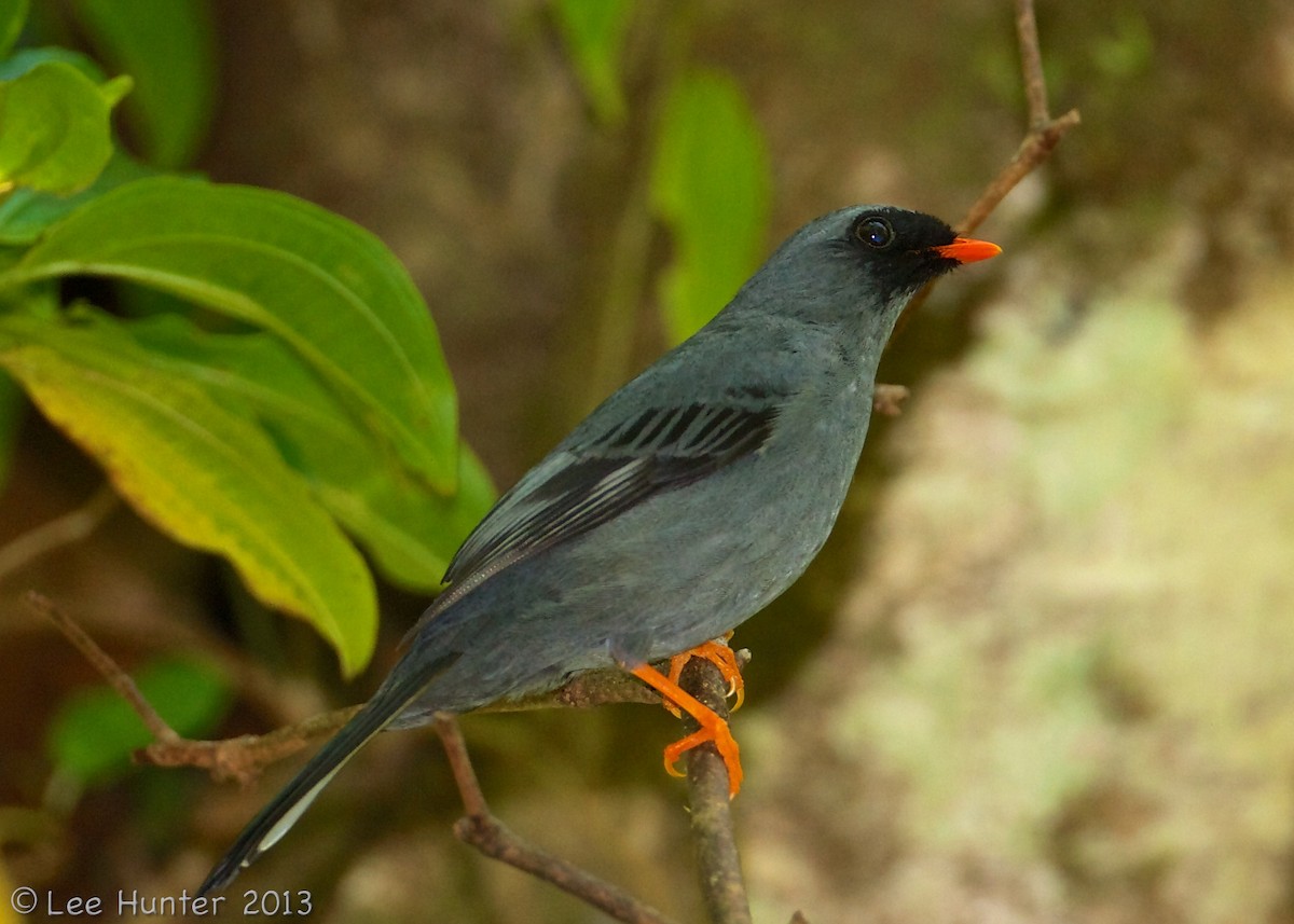 Black-faced Solitaire - Lee Hunter