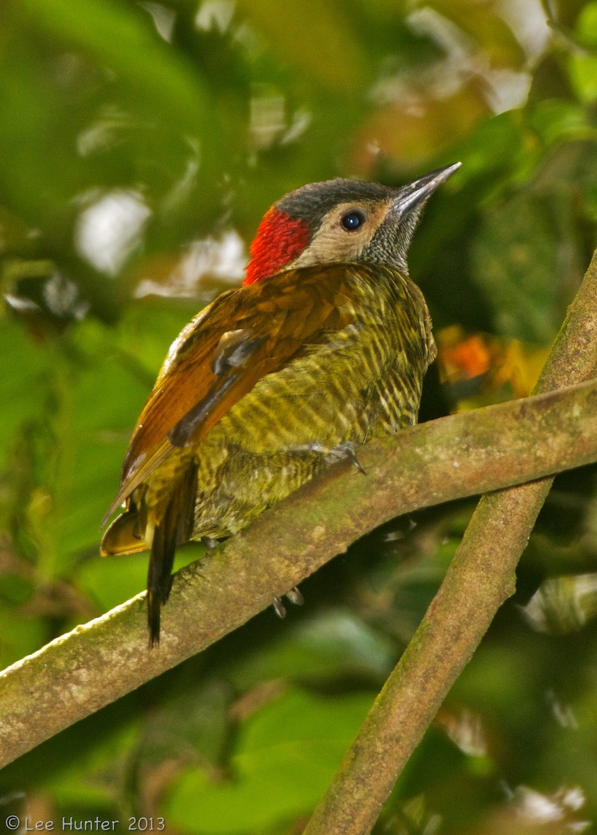 Golden-olive Woodpecker (Golden-olive) - Lee Hunter