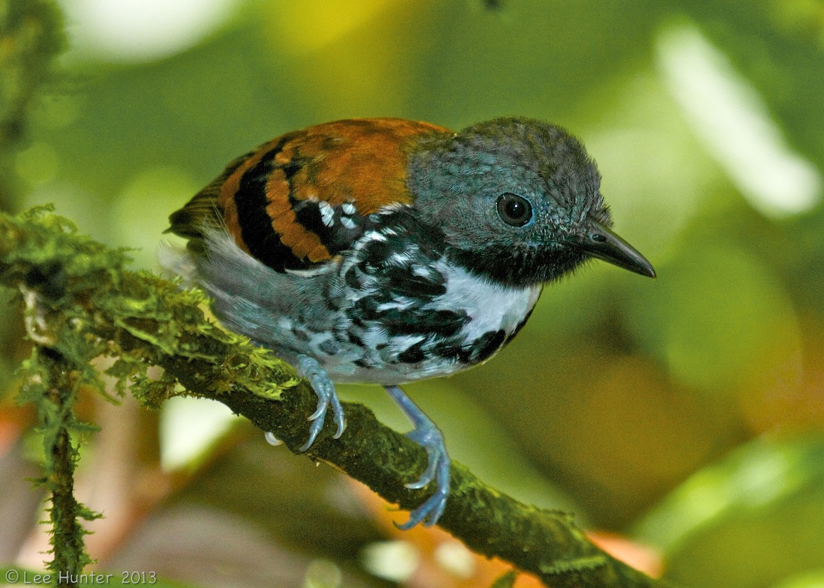 Spotted Antbird - ML204797561