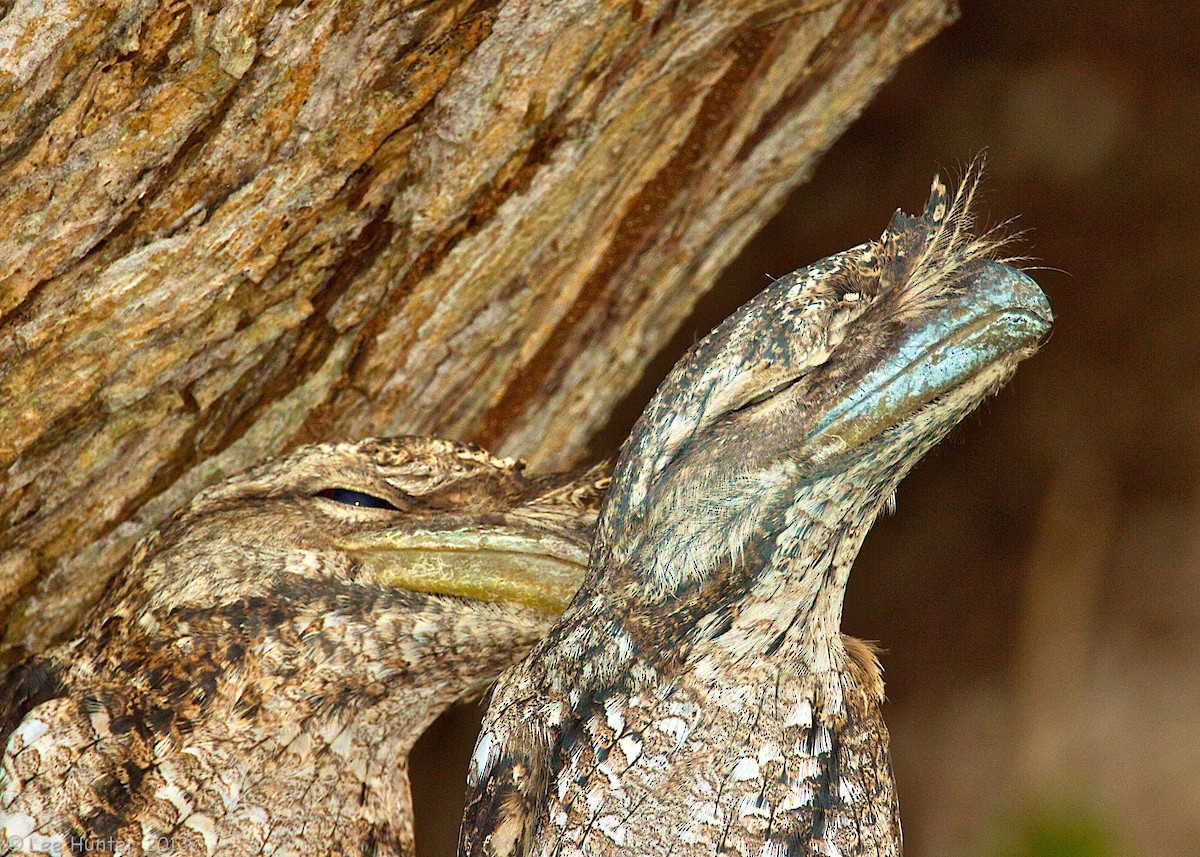 Papuan Frogmouth - ML204797611