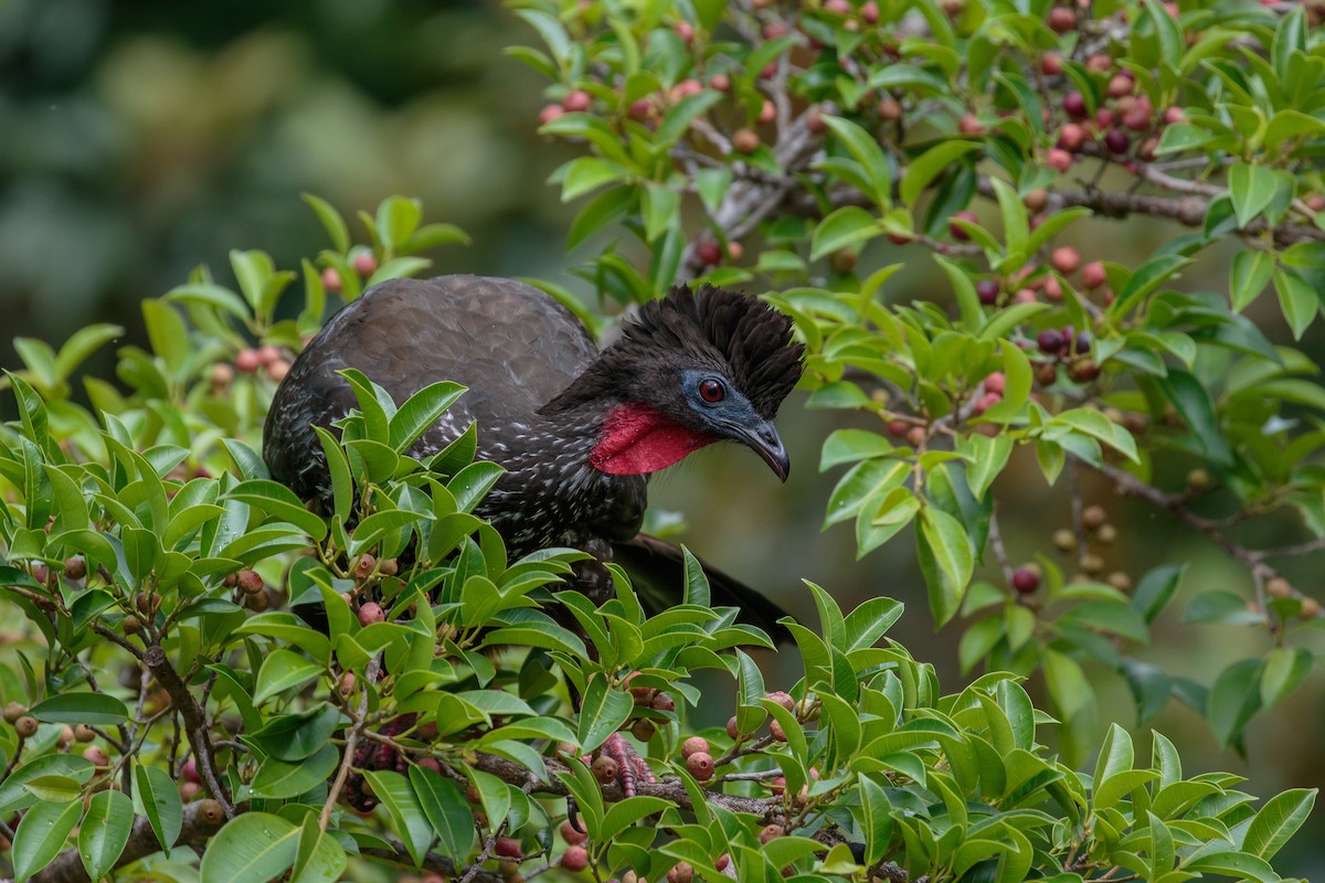 Crested Guan - ML204798071
