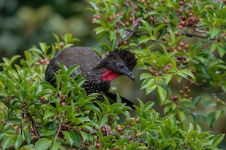 Crested Guan, ML204798071
