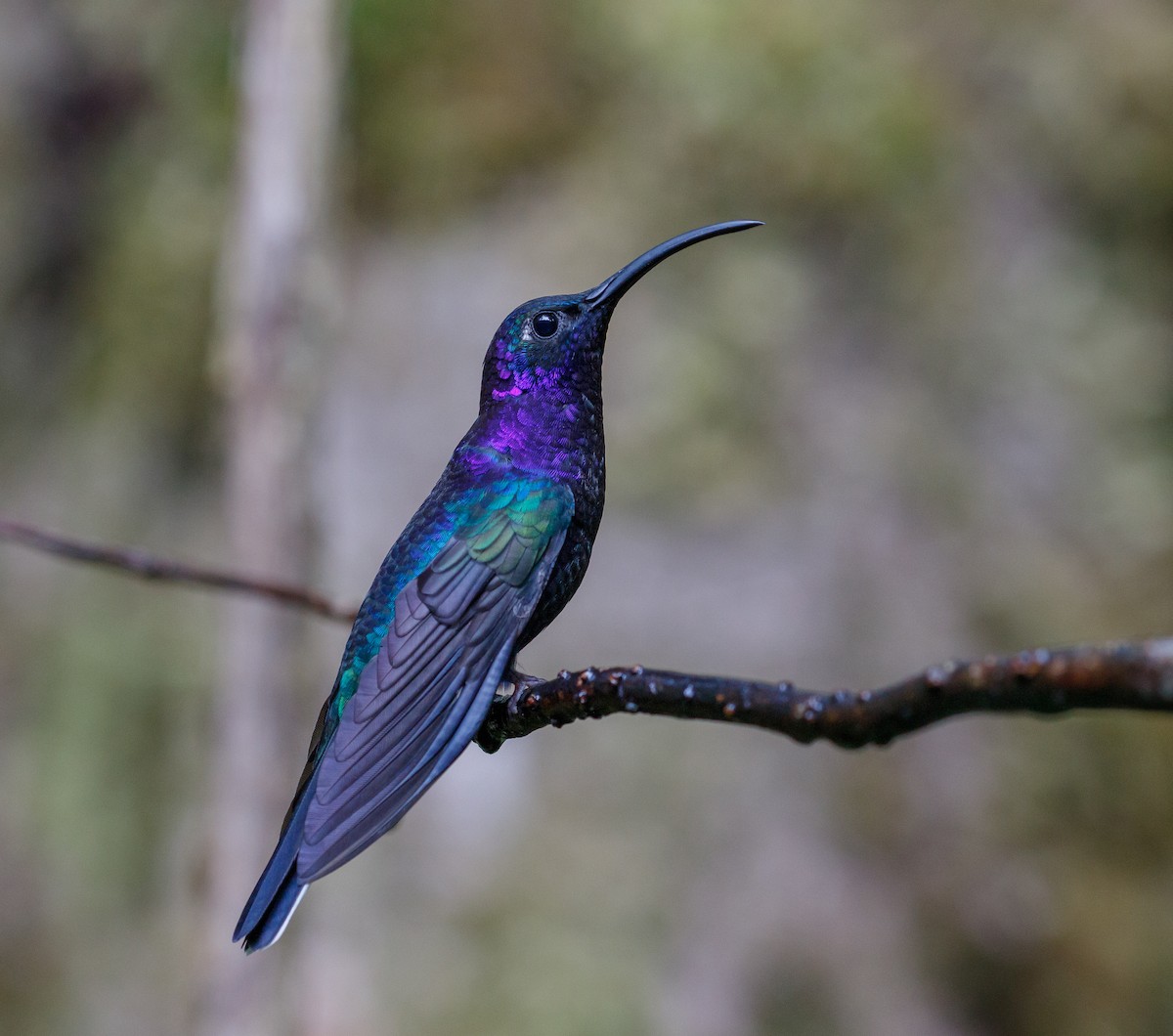kolibřík fialkový - ML204798121