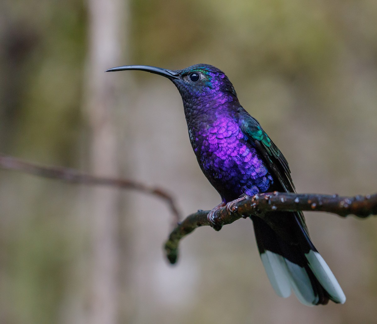 kolibřík fialkový - ML204798131