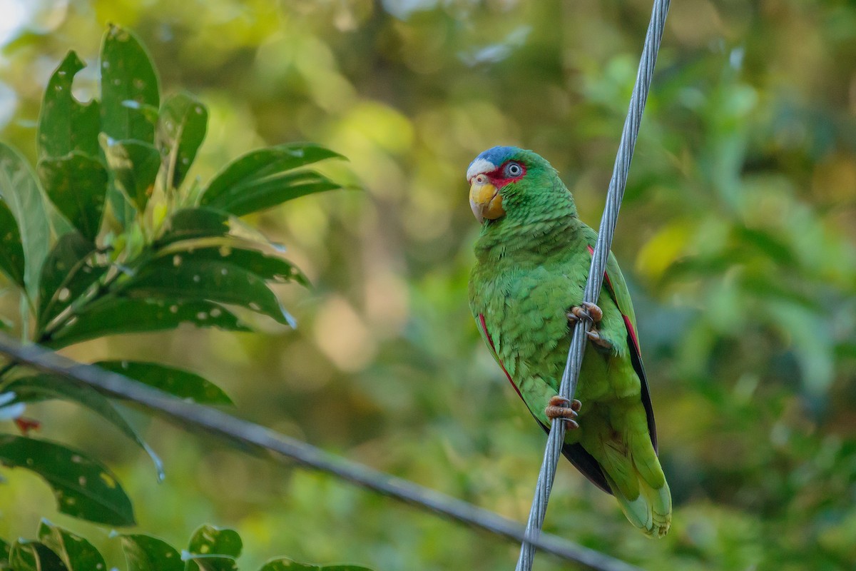 White-fronted Parrot - Martin  Flack