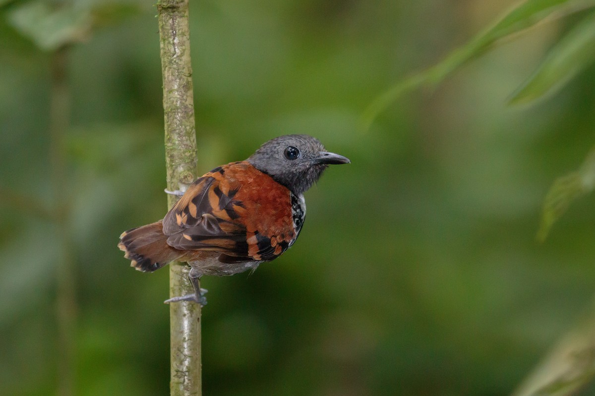 Spotted Antbird - Martin  Flack