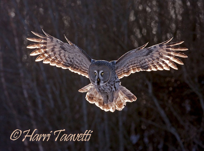 Great Gray Owl (Lapland) - Harri Taavetti