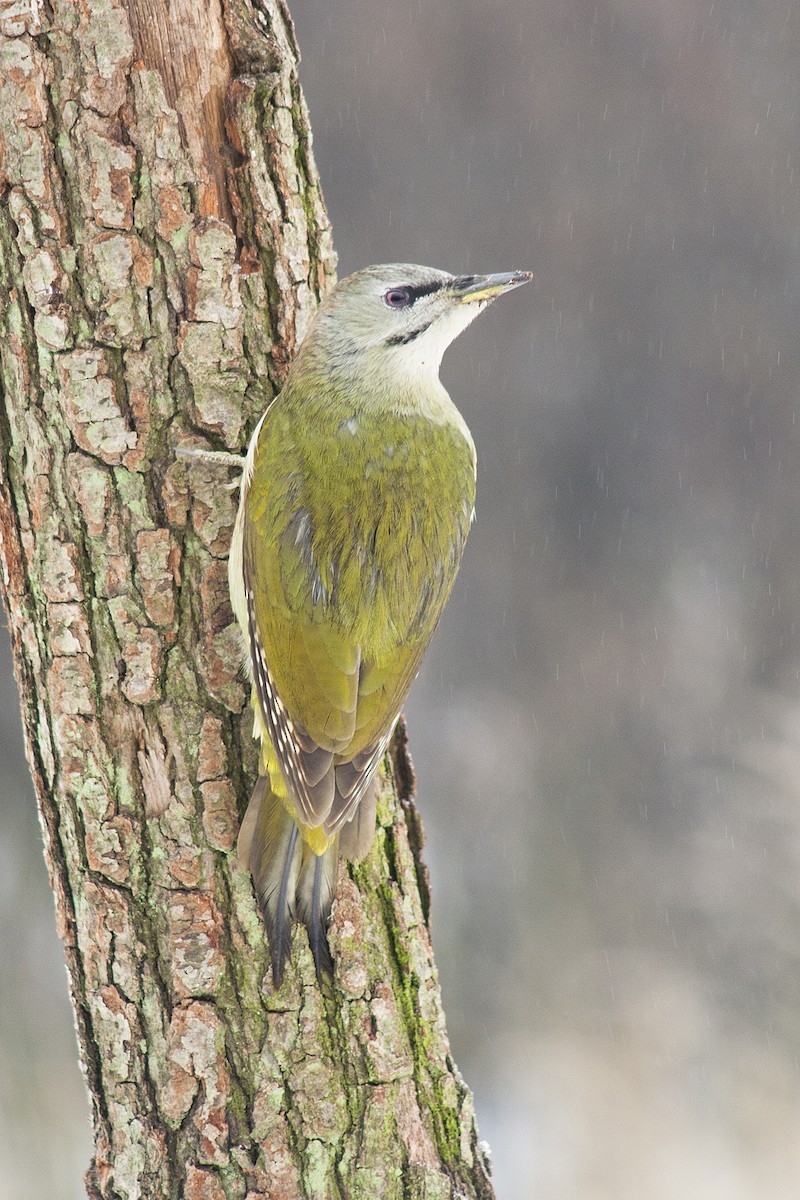 Gray-headed Woodpecker (Gray-headed) - Michal Jurica