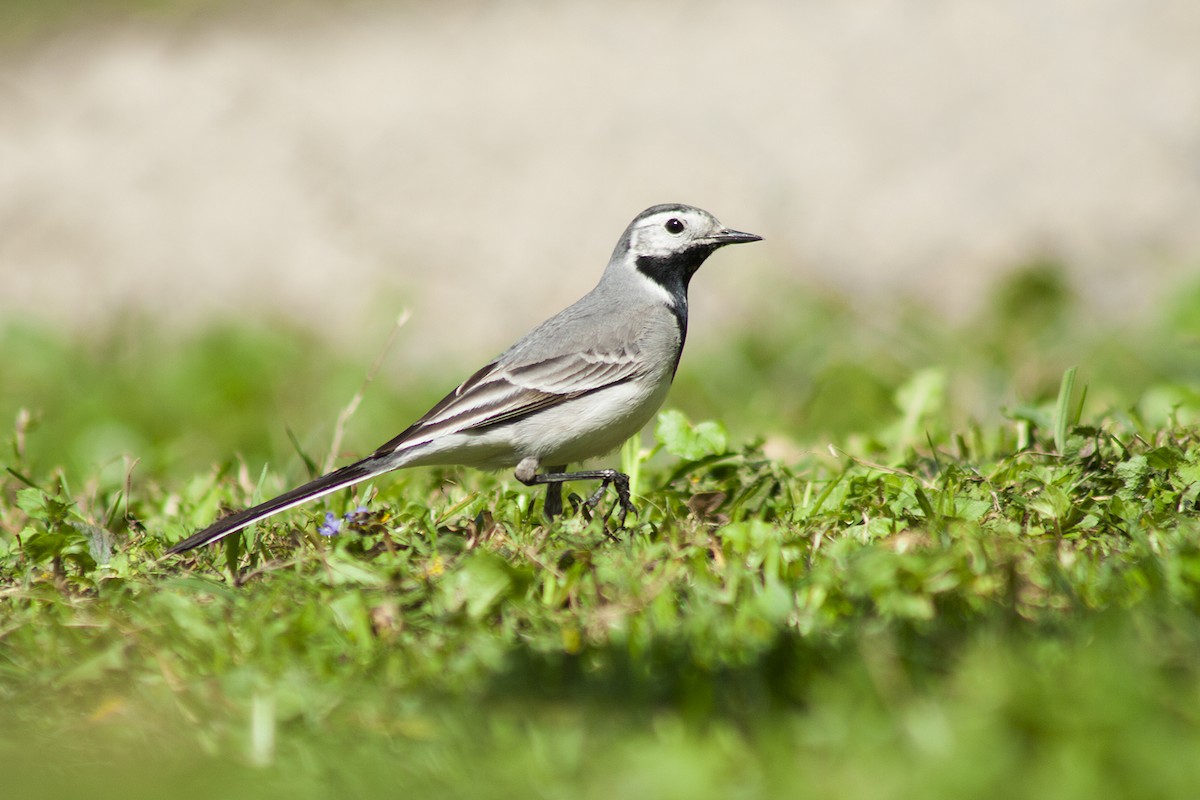 White Wagtail (White-faced) - Michal Jurica