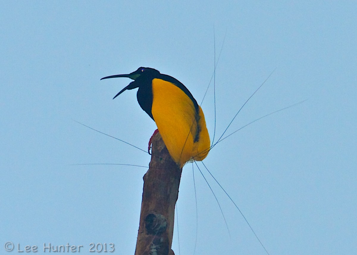 Twelve-wired Bird-of-Paradise - Lee Hunter