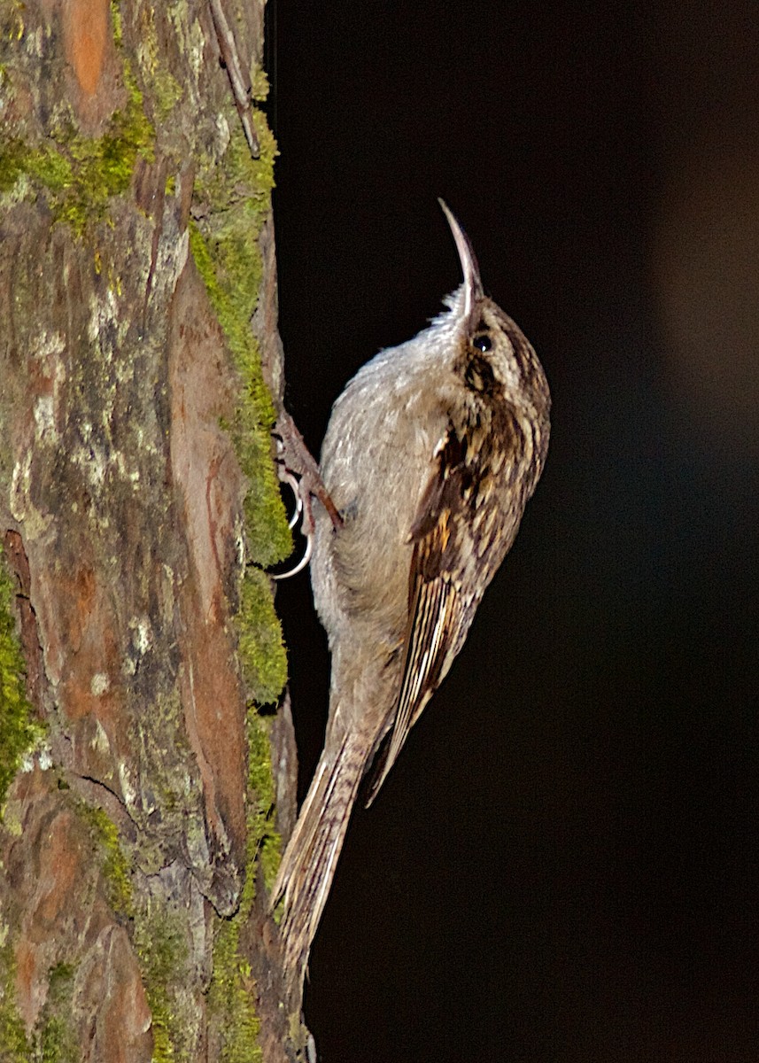 Bar-tailed Treecreeper - Lee Hunter