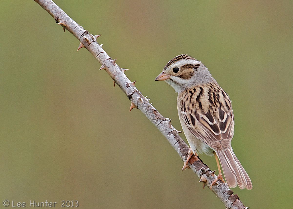 Clay-colored Sparrow - Lee Hunter