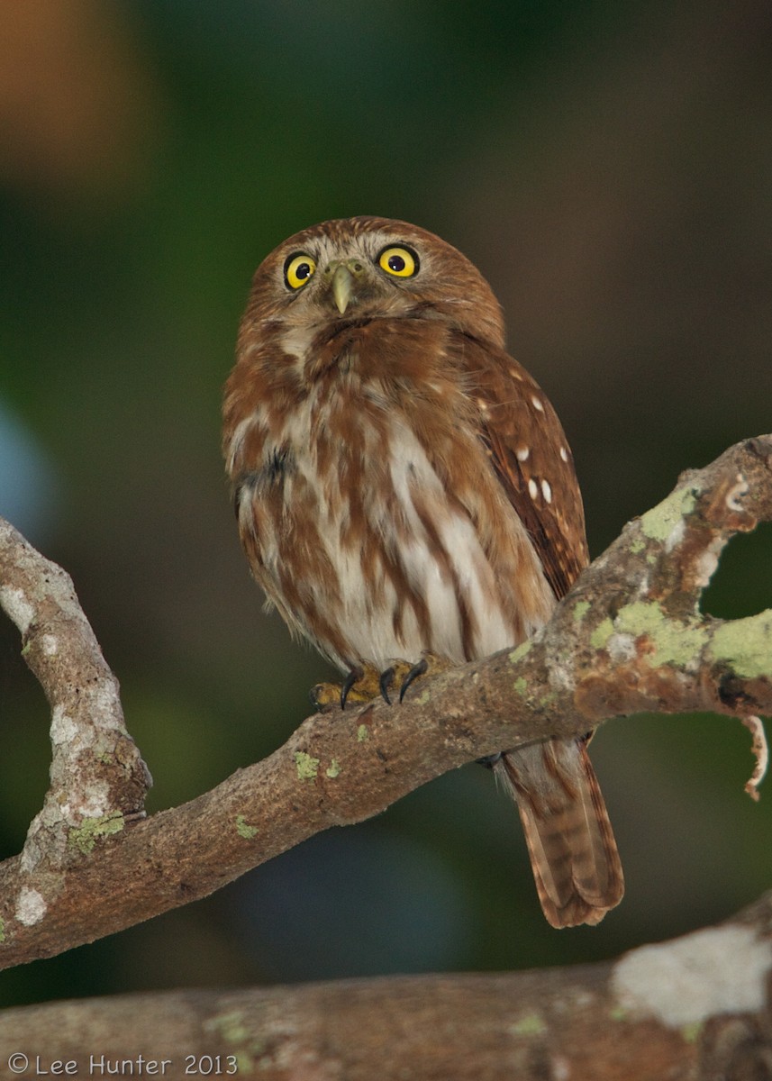 Ferruginous Pygmy-Owl (Ferruginous) - Lee Hunter