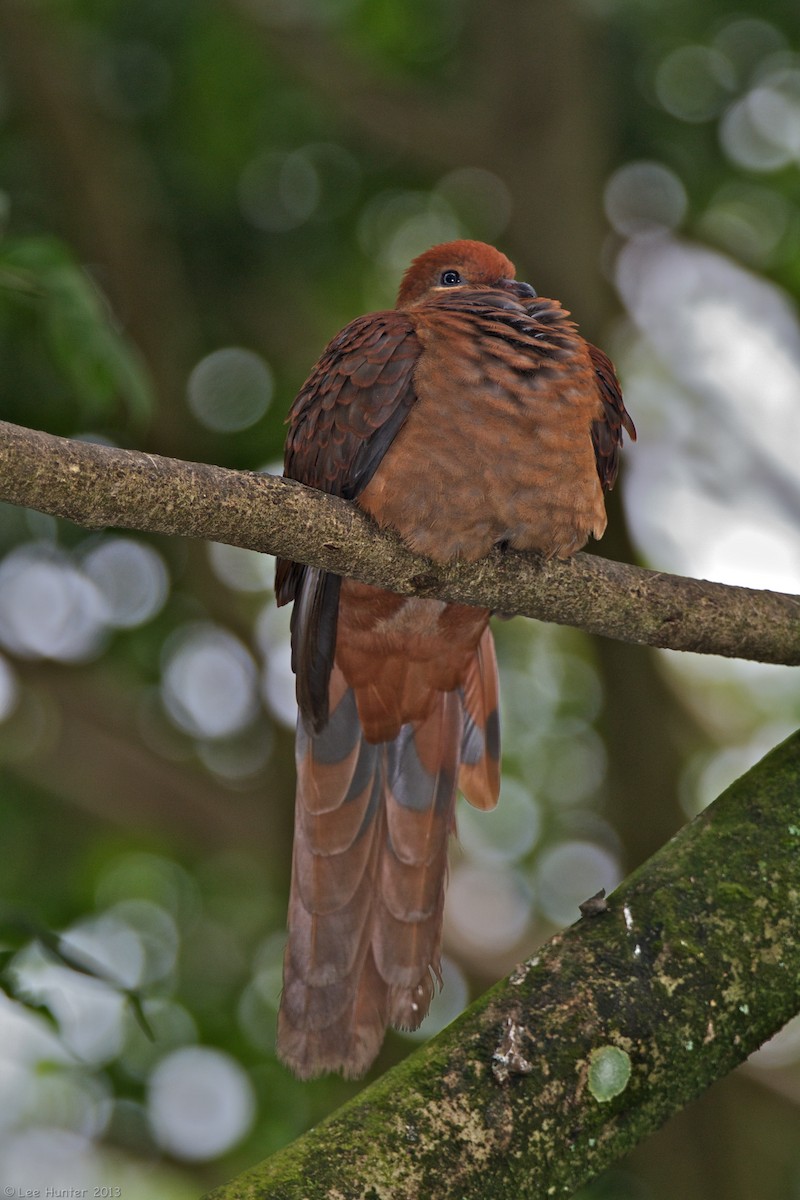 Brown Cuckoo-Dove - Lee Hunter