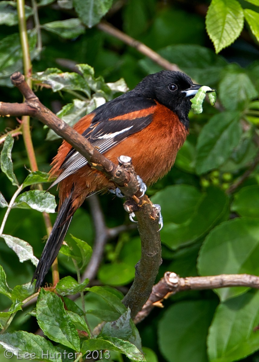 Orchard Oriole (Orchard) - Lee Hunter