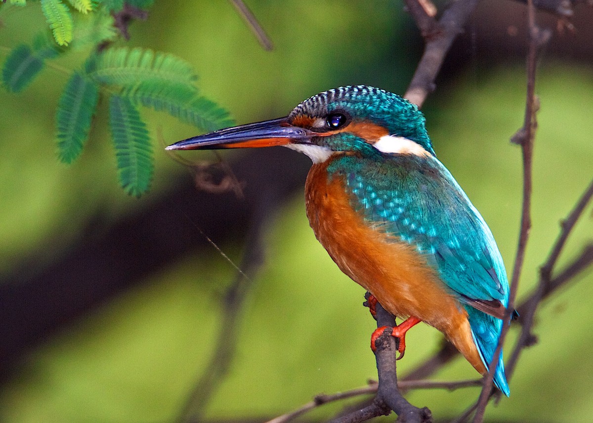 Common Kingfisher - Lee Hunter