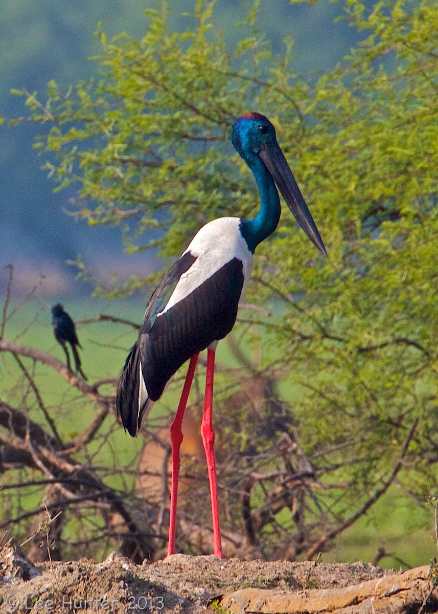 Black-necked Stork - Lee Hunter