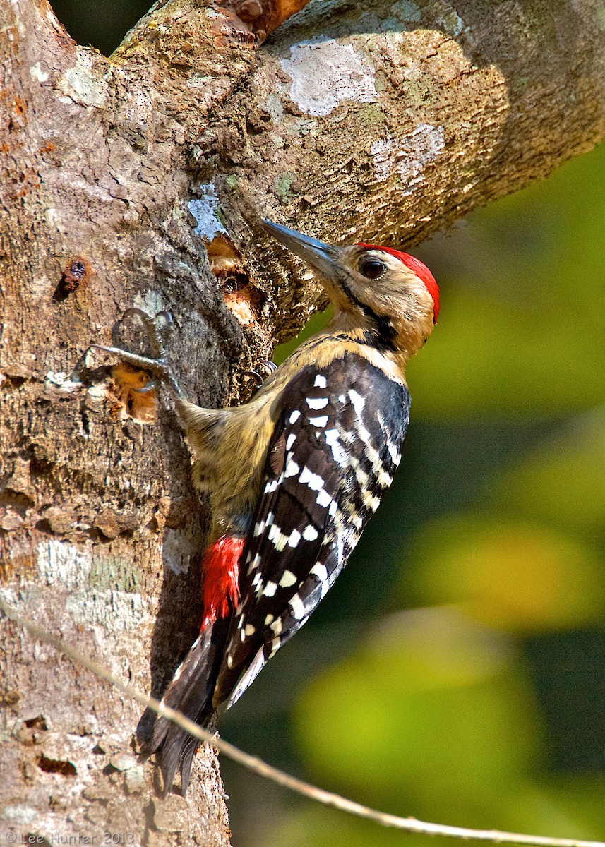 Fulvous-breasted Woodpecker - ML204799541