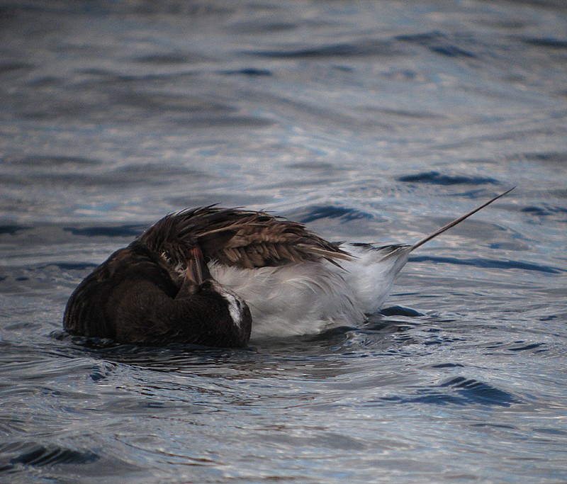 Long-tailed Duck - ML204799931