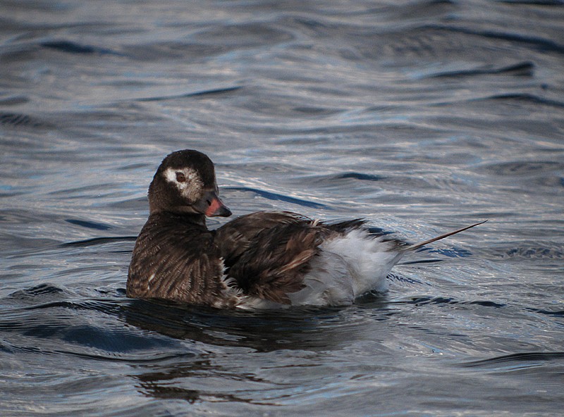 Long-tailed Duck - ML204799941
